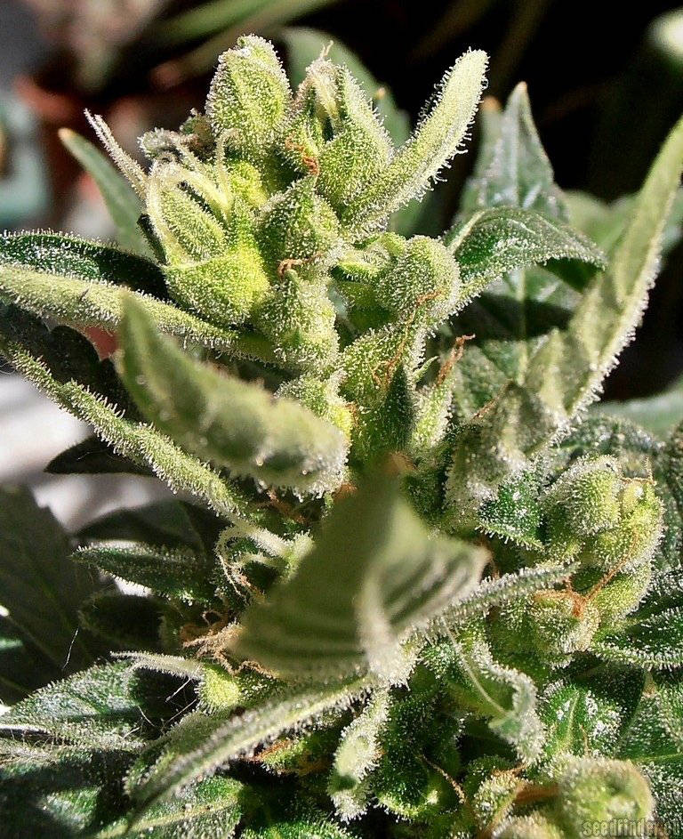  Auto White Widow fem