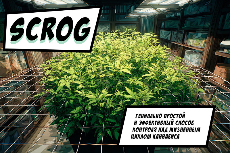 Scrog
